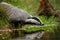 European badger, Meles meles, drinks at forest lake. Cute animal stands in green grass, water drop falling down its muzzle.