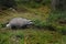 European badger, Meles meles, in forest during snowfall. Animal looking for food in winter forest. Wild animal in nature.