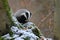 European badger, Meles meles, in forest during snowfall. Animal looking for food in winter forest. Wild animal in nature.