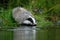 European badger, Meles meles, is going to take bath in forest lake. Badger makes waves as sinks nose in water. Wildlife scene