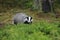 European badger, Meles meles, in green forest during rain with snow. Animal looking for food in spruce forest. Hunter ferrets