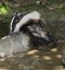 European Badger, meles meles having Bath, Normandy