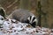 European badger Meles meles looking for food in winter forest. Cute animal sniffs in green moss and orange leaves. Hunting beast