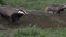 European Badger, meles meles, Pair running through Water, Normandy