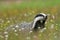 European badger, Meles meles, peeks out from flower meadow. Cute wild animal in fresh spring rain. Wildlife scene from nature.