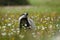 European badger, Meles meles, peeks out from flowered meadow. Cute wild animal in fresh spring rain. Wildlife scene from nature.