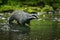 European badger, Meles meles, stands on mossy stone in forest brook. Hungry badger sniffs about food in fresh water. Cute animal