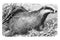 European badger Meles meles or taxus / Illustration from Brockhaus Konversations-Lexikon 1908