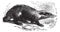 European Badger or Meles meles, vintage engraving