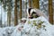 European badger Meles meles winter scene. A young badger eats food in a deep forest