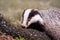 European badger Meles meles in winter time in a winter landscape in a natural wilderness setting. Wild scene of wild nature,