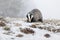 European badger Meles meles in winter time in a winter landscape in a natural wilderness setting. Wild scene of wild nature,