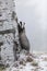 European badger Meles meles in winter time in a winter landscape in a natural wilderness setting. Wild scene of wild nature,