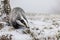 European badger Meles meles in winter time in a winter landscape in a natural wilderness setting. Wild scene of wild nature,