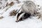European badger Meles meles in winter time in a winter landscape in a natural wilderness setting. Wild scene of wild nature,