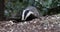 The European badger out foraging