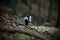 european badger peeking from hole in forest in summer