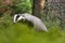 European Badger is posing in the forest closeup