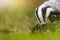 European Badger posing in sunlight in the forest closeup