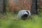 European Badger is searching for food in light snowfall