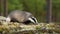 European badger sniffing on moss in summertime nature.