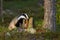 European badger sniffing tree stump with nose and looking for food in summer