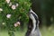 European badger is sniffing a wild rose flower