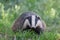 European badger staring at camera on a green field