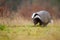 European badger walking on green grass. Meles meles