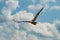 European Bald Eagle flies in front of blue cloudy sky. Flying bird of prey during a hunt. Outstretched wings in search