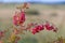 European barberry bush at autumn