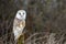 European Barn Owl Tyto Alba in completely natural habitat