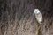 European Barn Owl Tyto Alba in completely natural habitat