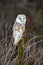 European Barn Owl Tyto Alba in completely natural habitat