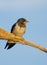 European Barn Swallow on reed