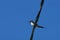 European barn swallow sitting on electric cable