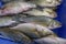European bass, sea bass is a ocean-going fish. Fresh seafood