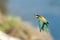 European Bea eater flying and hunting insects