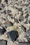 European beach grass grow between stones