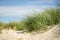 European beach grass in sand dune on Sylt island