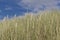 European beachgrass, Ammophila arenaria