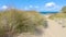 European Beachgrass on the Brittany Coastline