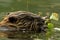 European Beaver Baby (Castor fiber)