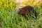 European beaver, Castor fiber, in lush green river bank.