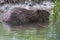 European Beaver Eurasian Castor Fiber Portrait River