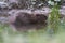 European Beaver Eurasian Castor Fiber Portrait River