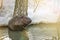 European beaver gnaws young willow shoots in a muddy river in early spring. Videos of wild animals in nature.