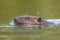 European beaver head swimming