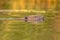 European beaver head swimming