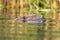 European beaver head swimming